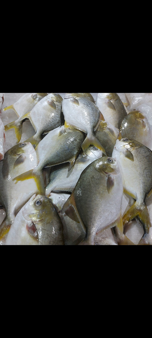 Fresh Golden Pompano | Pampano Fish - order price / 500 grams