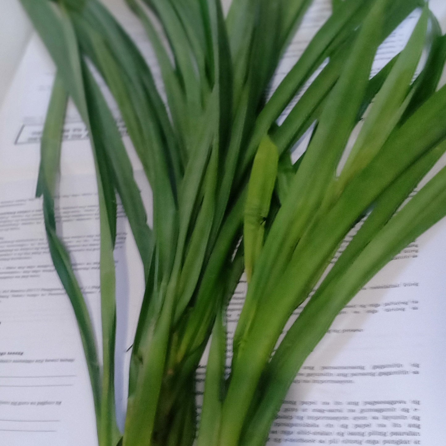 Fresh-cut Pandan Leaves - order price / kilo