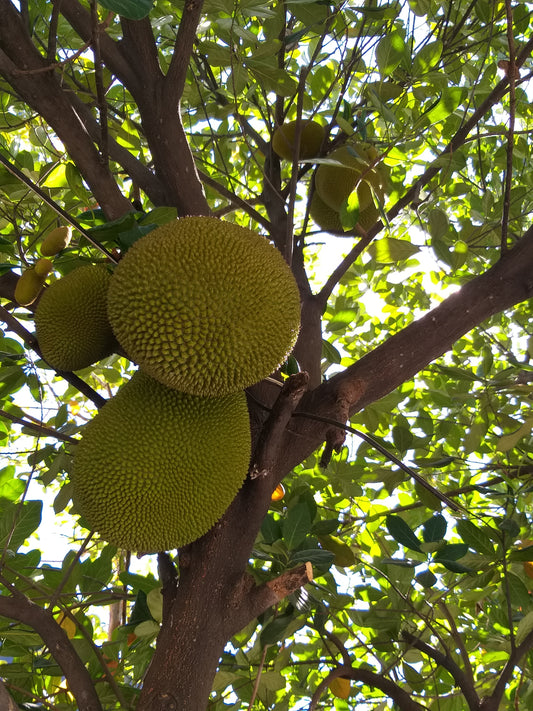 Peeled Jack Fruit (Langka) order price/250 grams - Farm2Metro