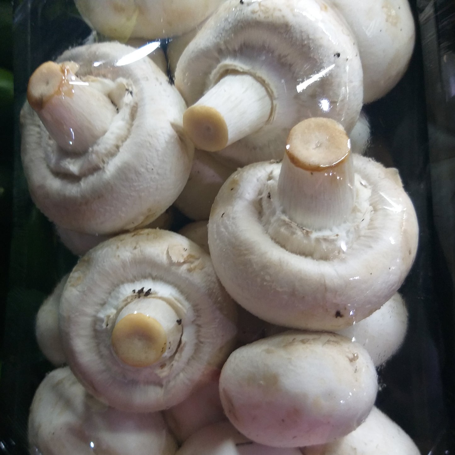 Fresh White Button Mushroom - order price / 500 grams