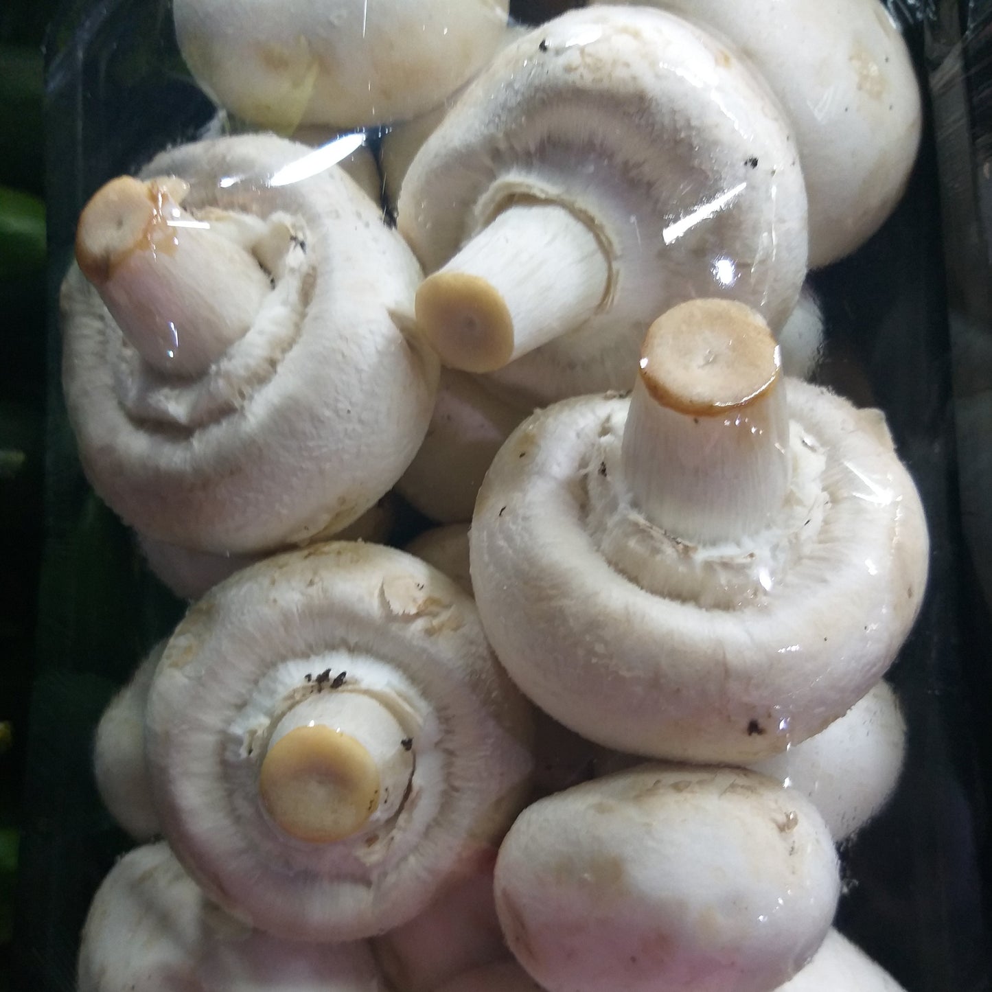 Fresh White Button Mushroom Local - order price / kilo