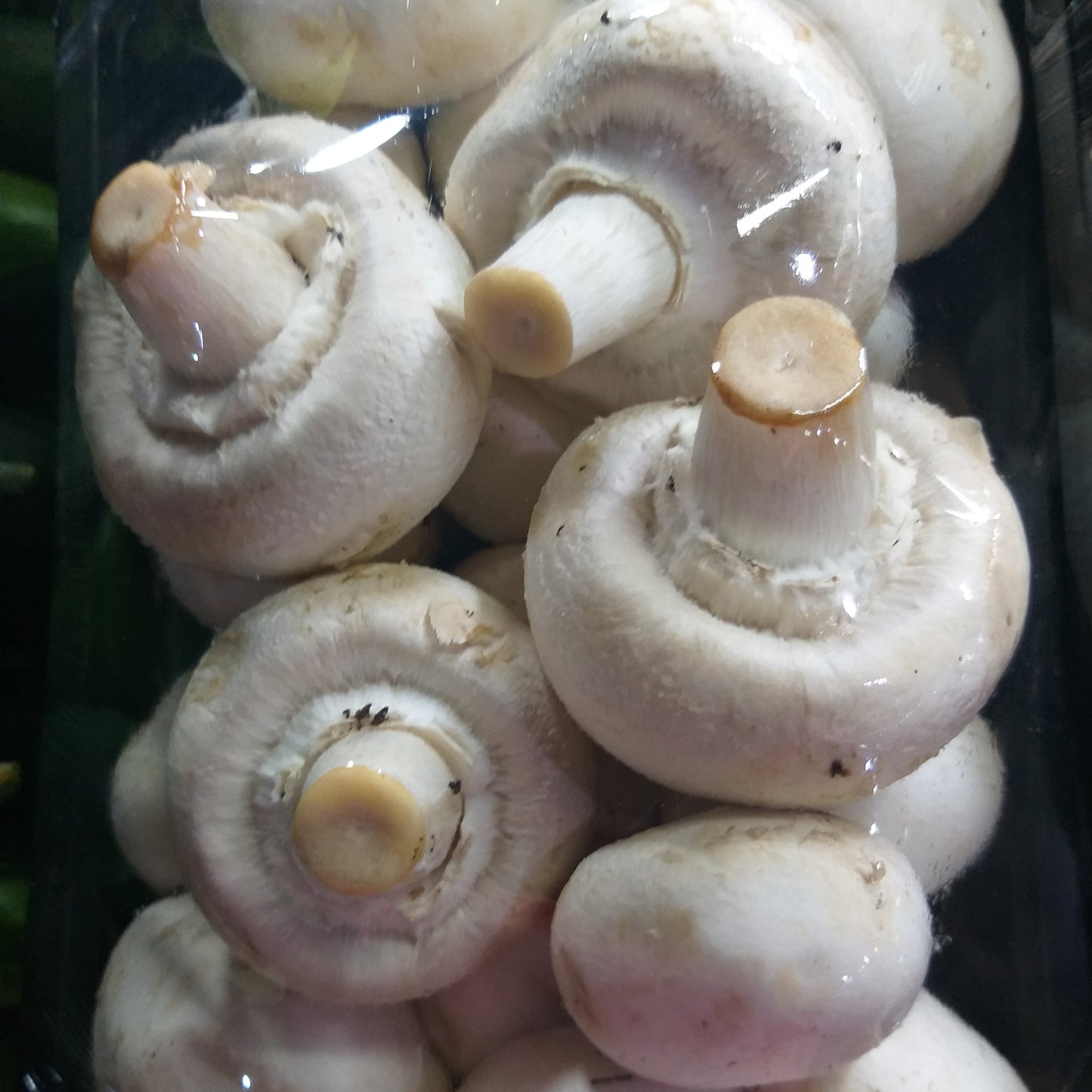 Fresh White Button Mushroom Local - order price / 250 grams