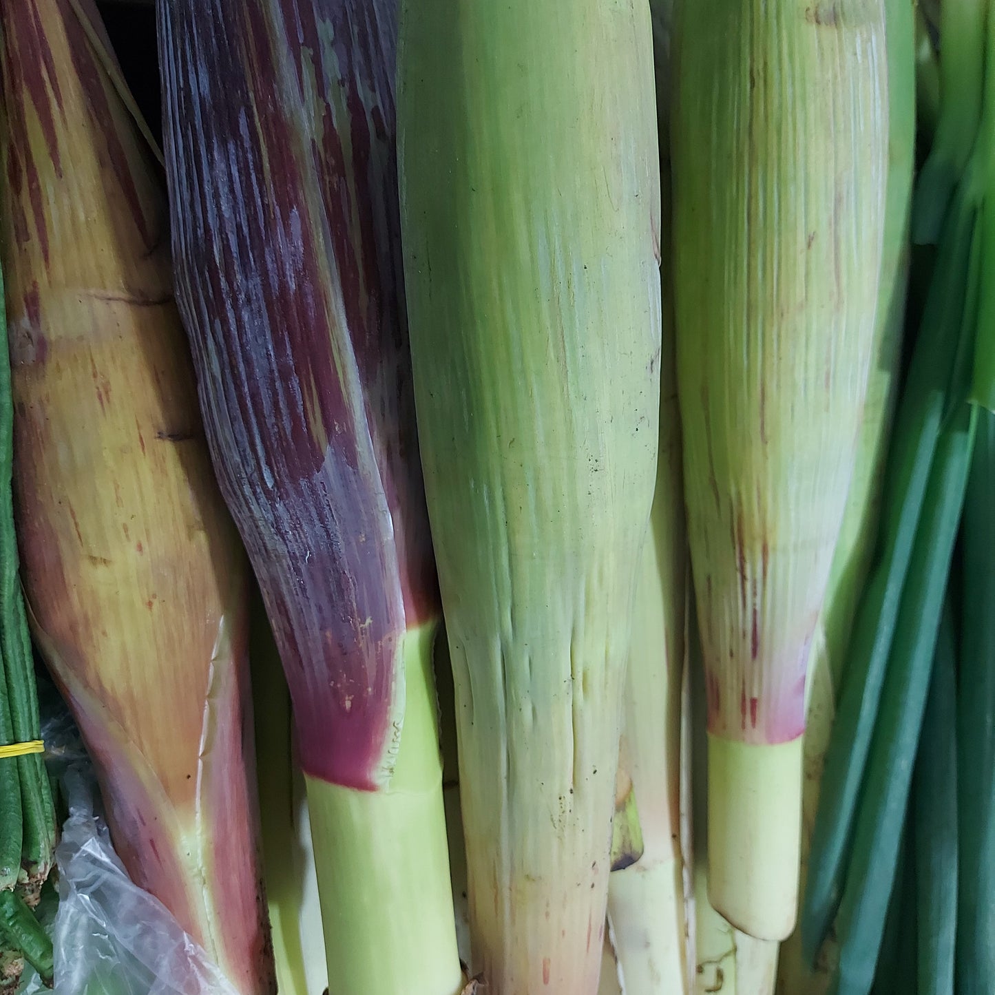 プソ セージ ホワイト 500gあたり