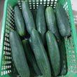 Fresh Organic Cucumber [Pipino] - order price / 500 grams