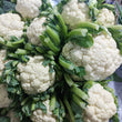 Local Organic Cauliflower - order price / kilo