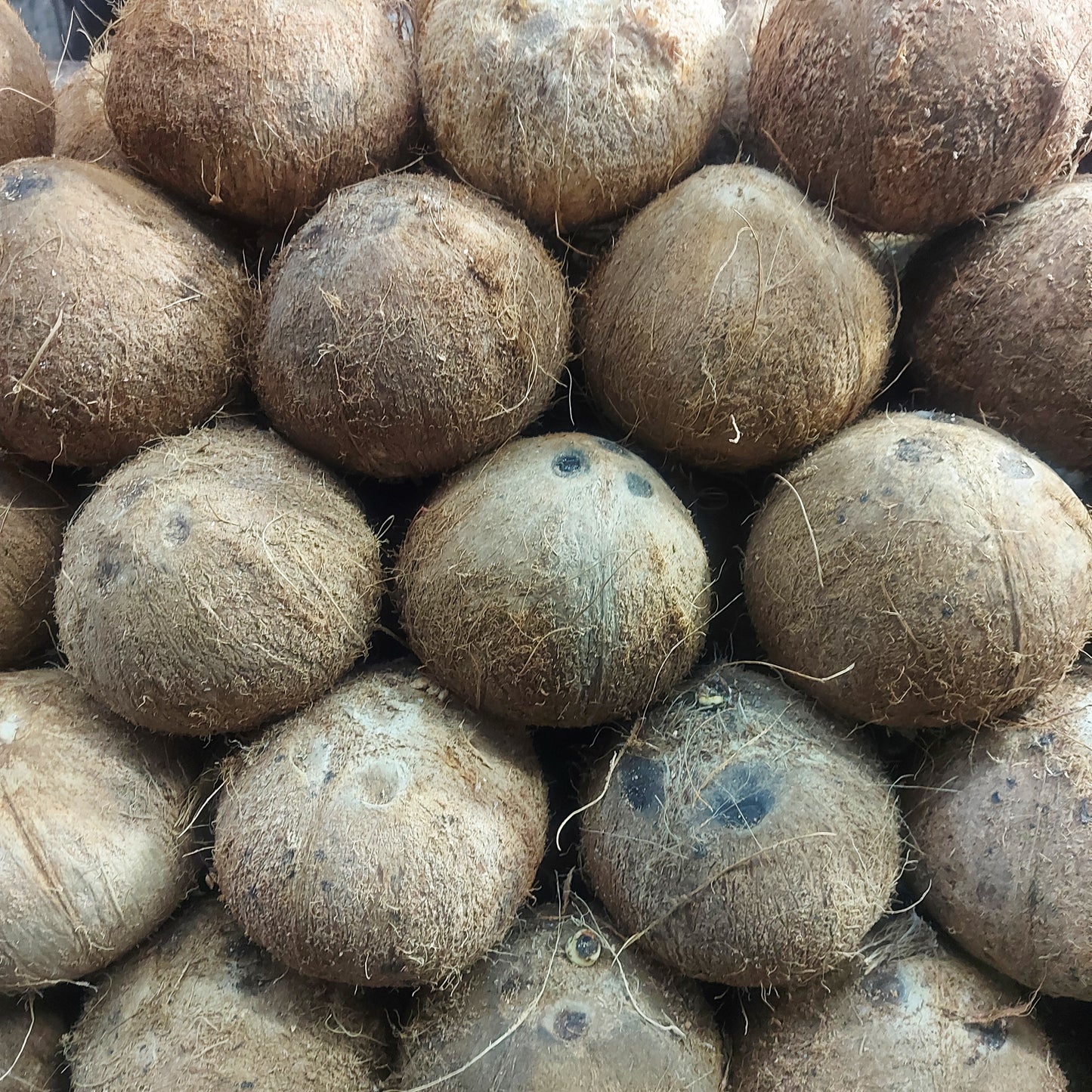 Whole Coconut per piece