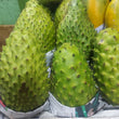 Fresh Davao Guyabano [Soursop | Sour sop] Fruit - order price / kilo