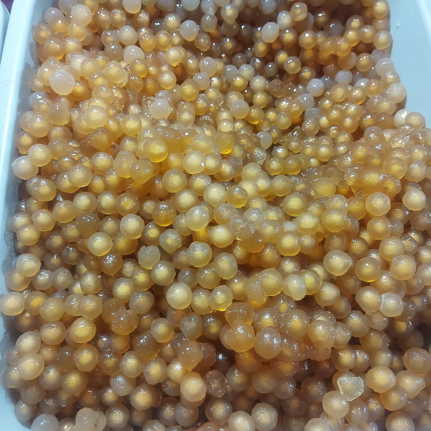 できたてサゴヤシ BIG - 注文価格 / カップ