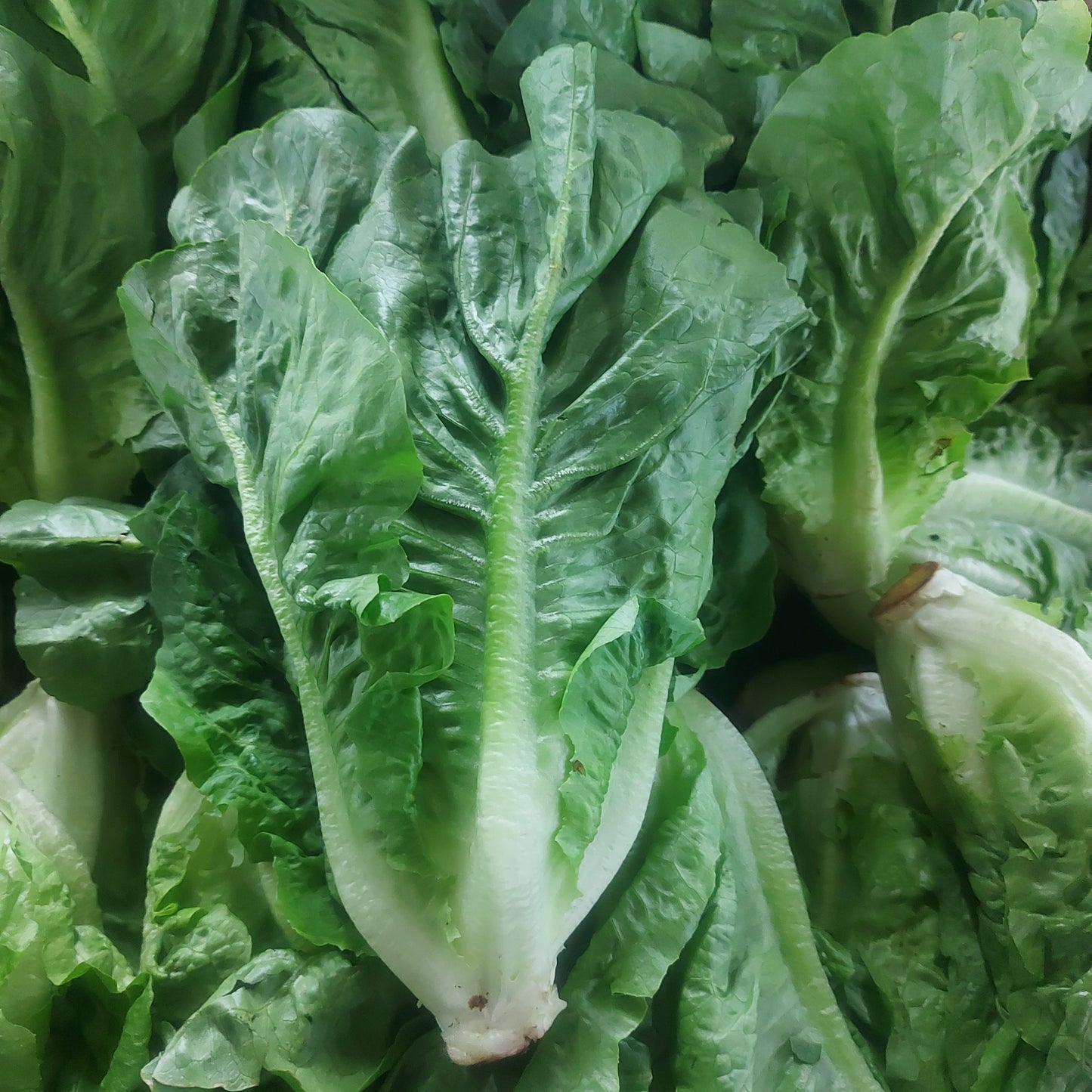 Fresh Organic Romaine Lettuce - order price / kilo