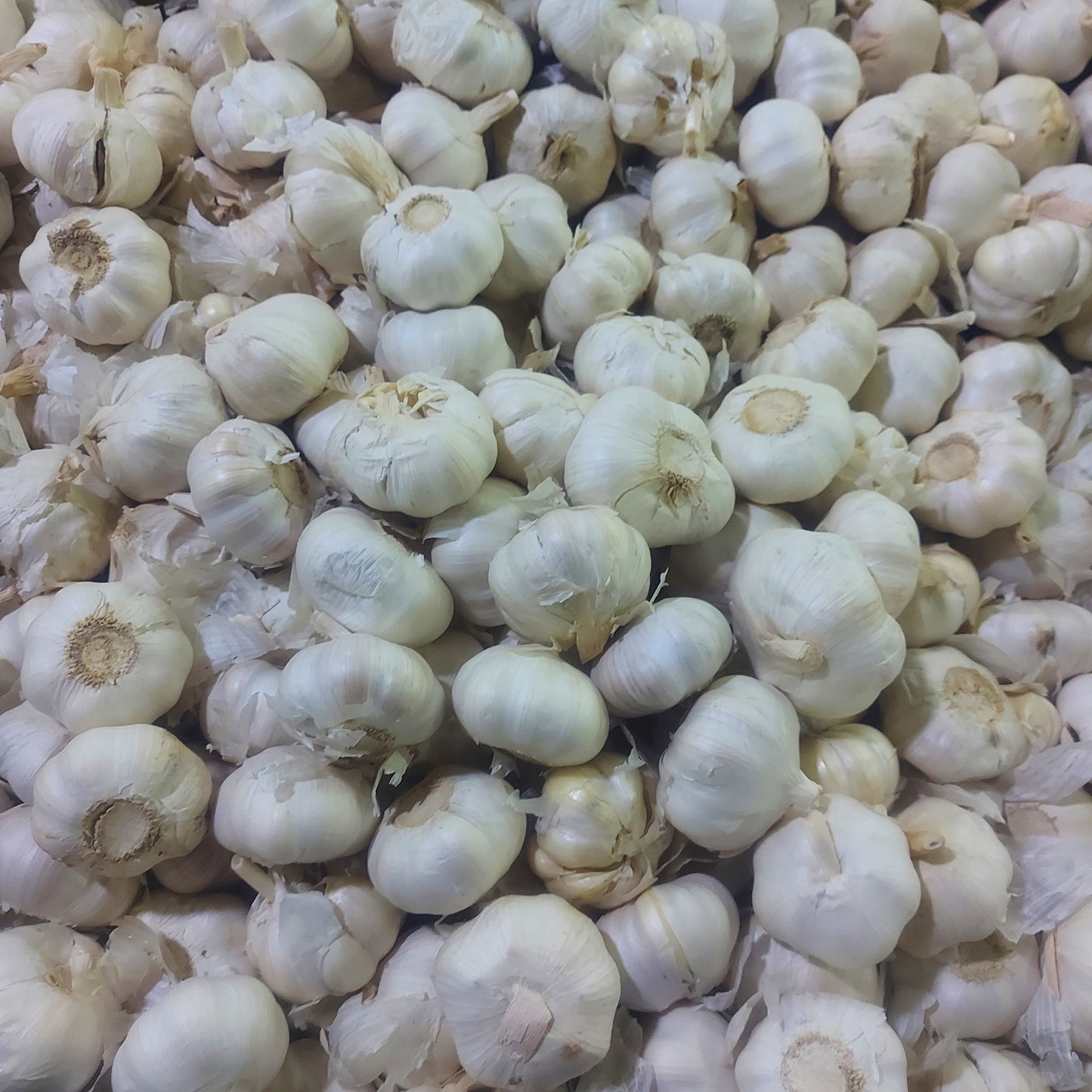 地産にんにく【バワン】 - 注文価格 / 250グラム