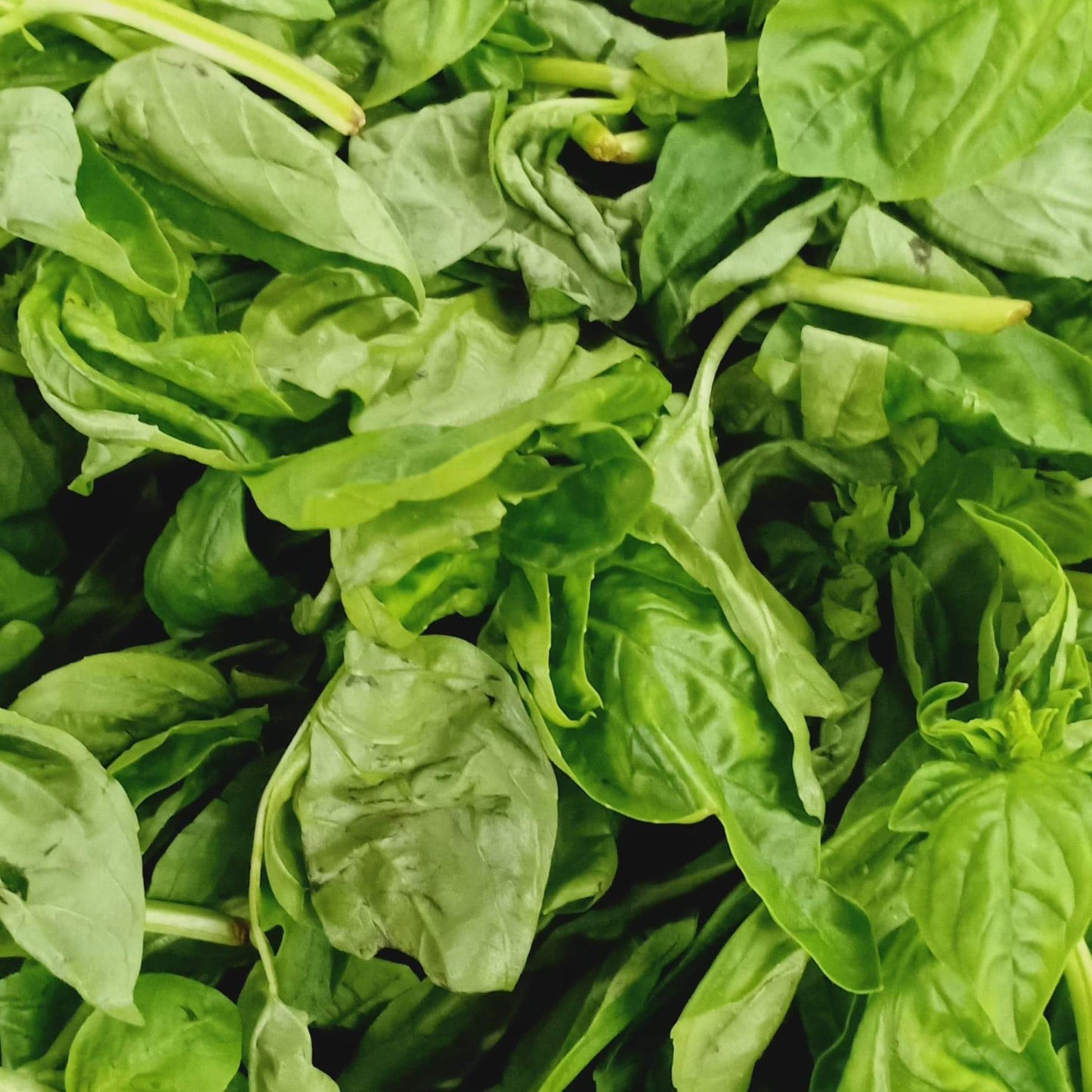Fresh Organic Basil Leaves - order price / 100 grams - Farm2Metro