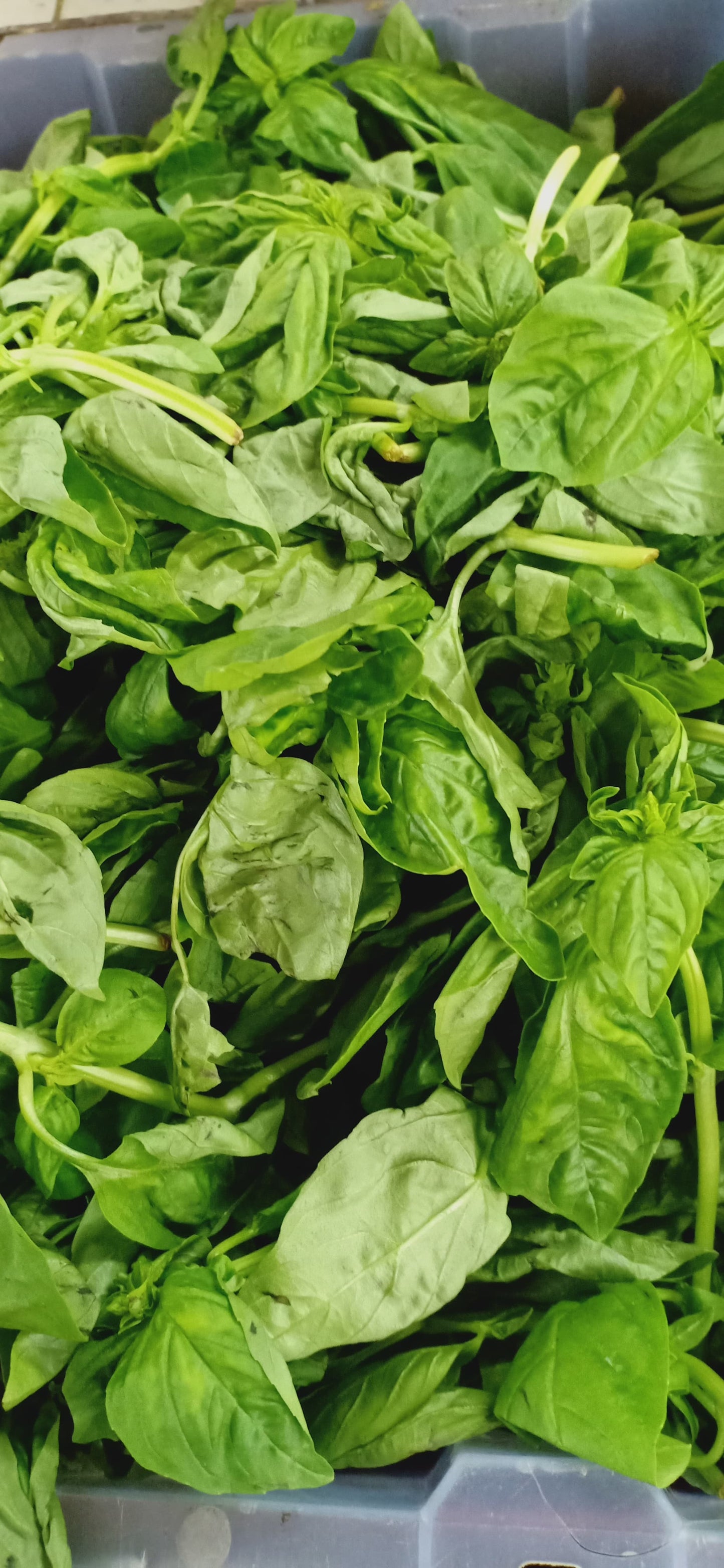 Fresh Organic Basil Leaves - order price / 100 grams - Farm2Metro
