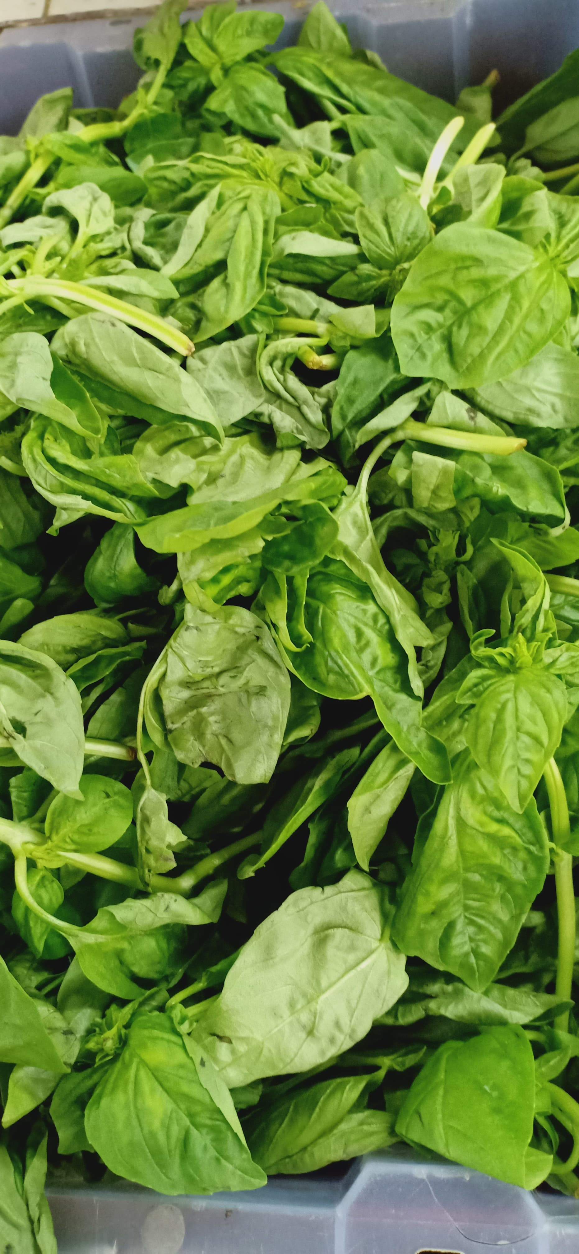 Fresh Organic Basil Leaves order price kilo Farm2Metro