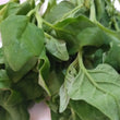 Fresh Local Organic Spinach - order price / 250 grams - Farm2Metro