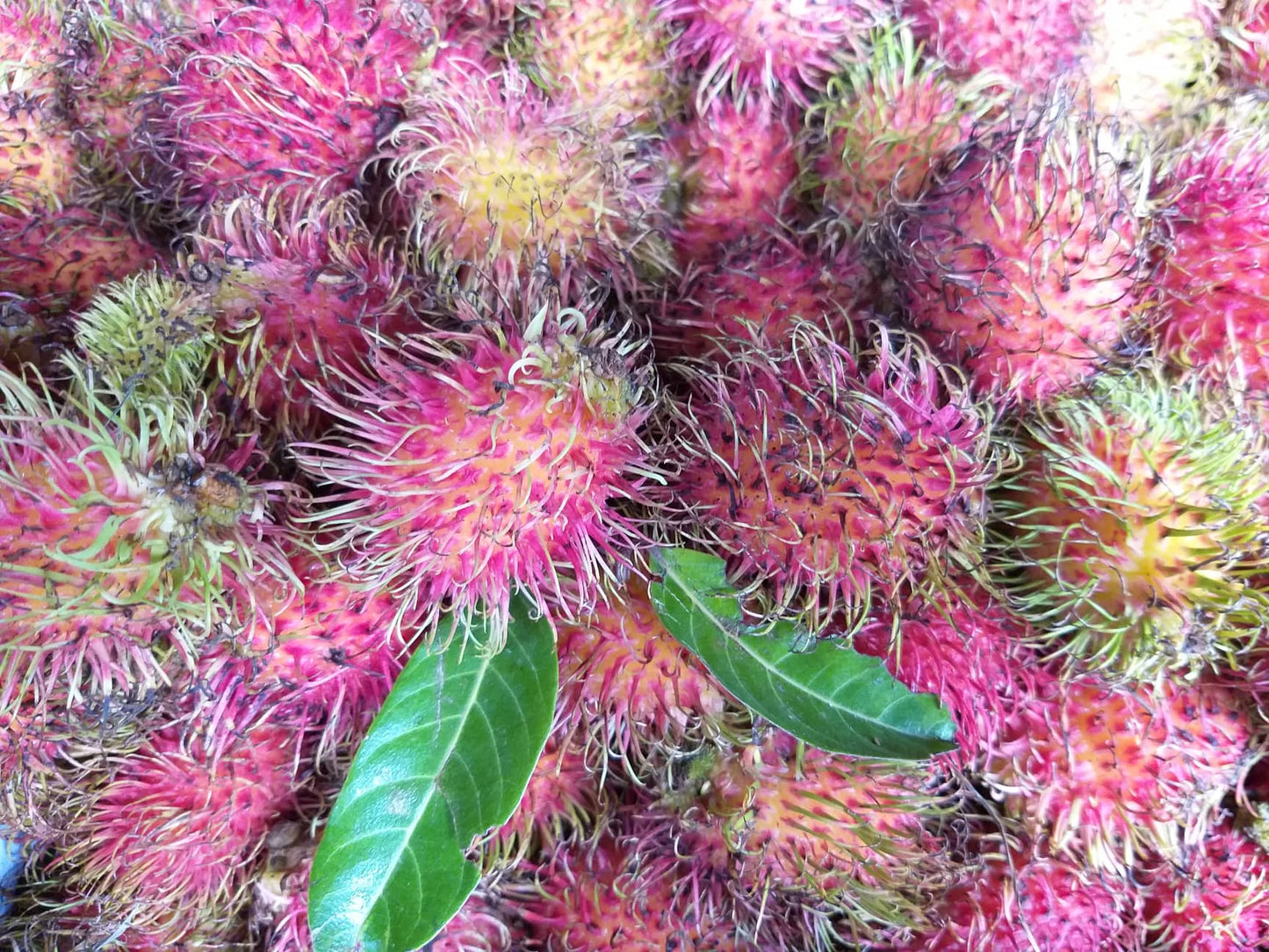 Fresh Rambutan (Tuklapin RR)- order price/500 grams - Farm2Metro