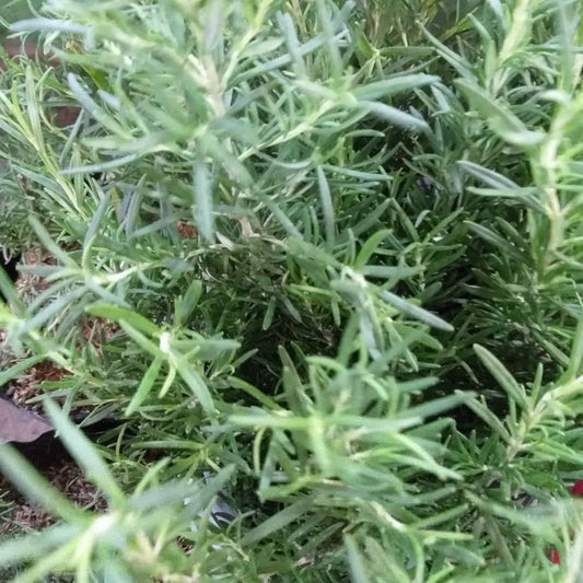 Fresh Rosemary Leaves - order price / 25grams - Farm2Metro