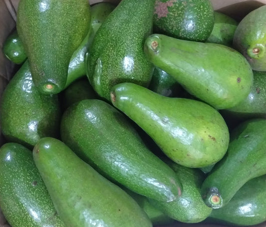 Fresh Davao Avocado Large size - order price / kilo - Farm2Metro