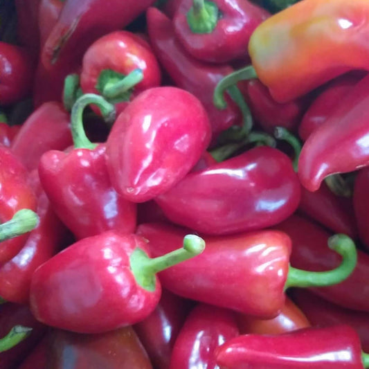Fresh Organic Red Bell Pepper - order price / 250 grams - Farm2Metro