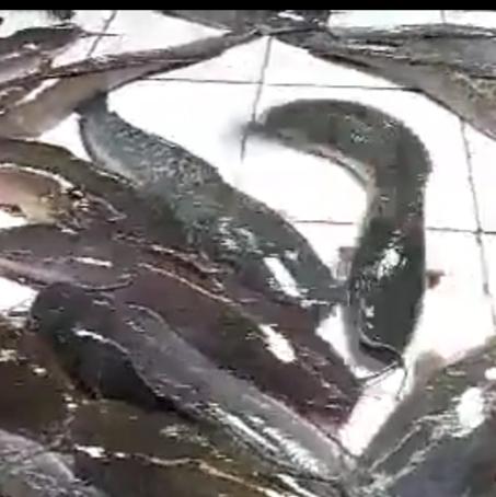 Fresh Live Catfish (Hito) Large size (2-3pcs) - order price / kilo