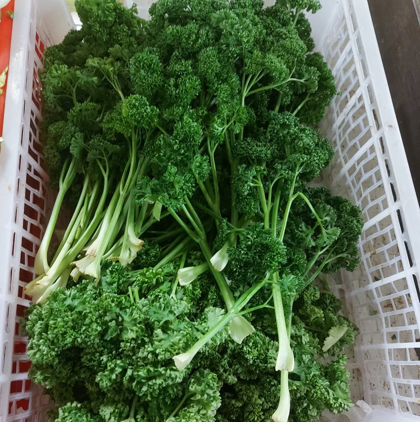 Local Organic Curly Parsley - order price / 500 grams