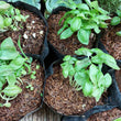 Fresh Organic Basil Leaves - order price / 250 grams