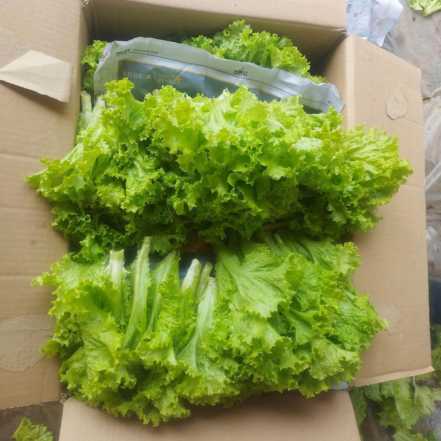 Fresh Local Organic Curly Green Ice Lettuce - order price / 250 grams