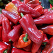 Fresh Organic Red Bell Pepper - order price / 250 grams
