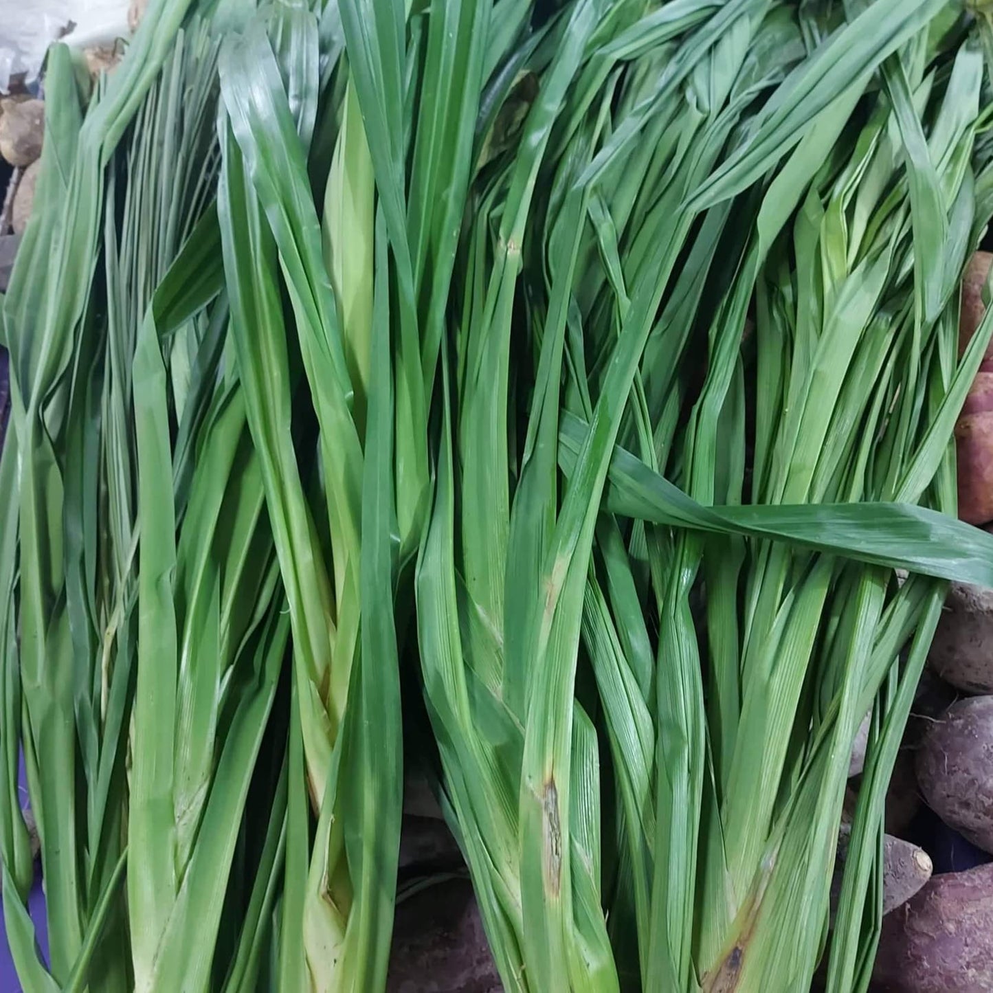 Fresh-cut Pandan Leaves - order price / 500 grams