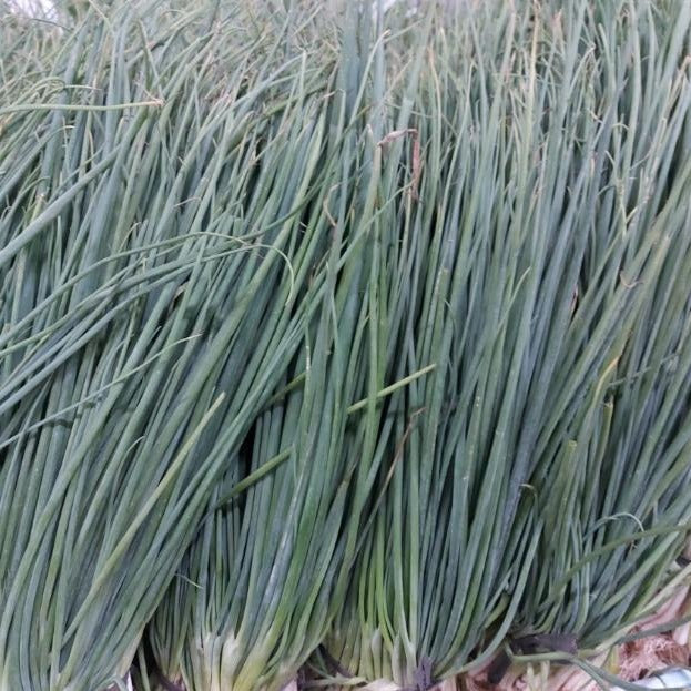Local Organic Spring | Green Onion - order price / kilo