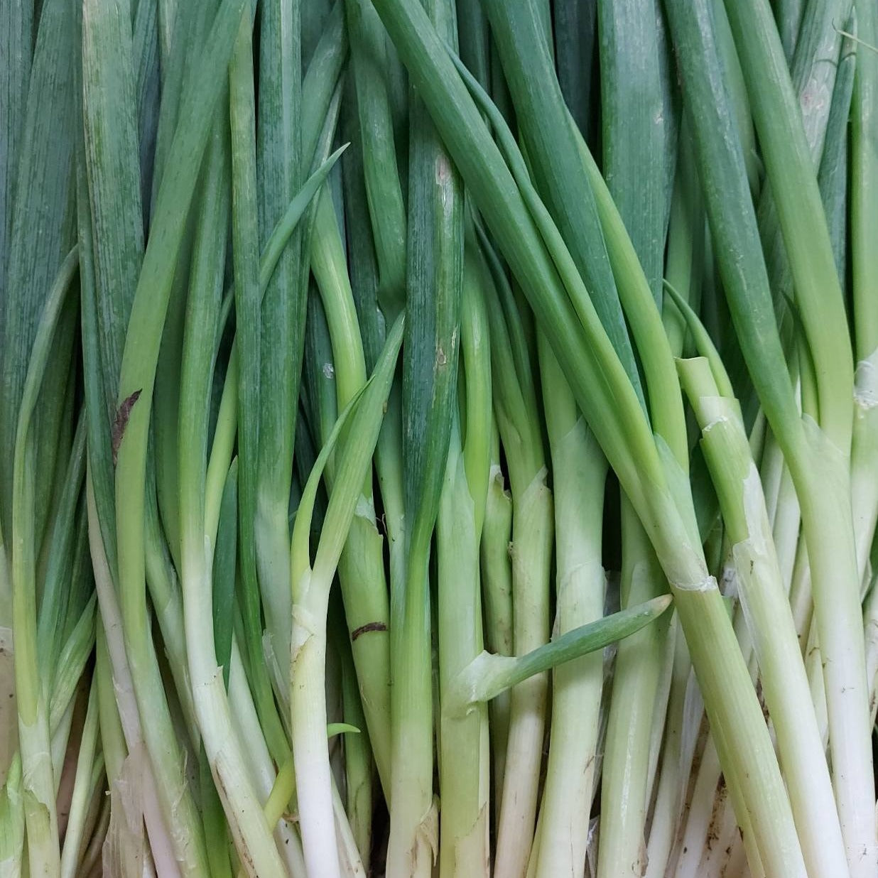 Fresh Local Onion Leeks | Scallions - order price / kilo