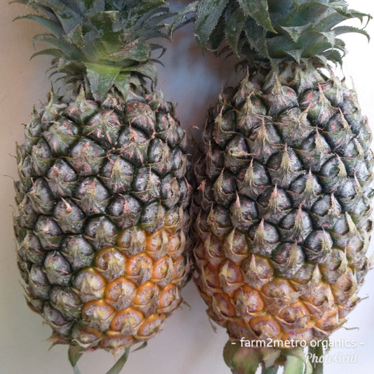 Natural Organic Pineapple (order price/piece -Extra Large size) - Farm2Metro