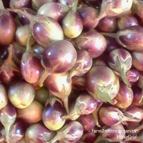 Native Eggplant - order price/500 grams - Farm2Metro