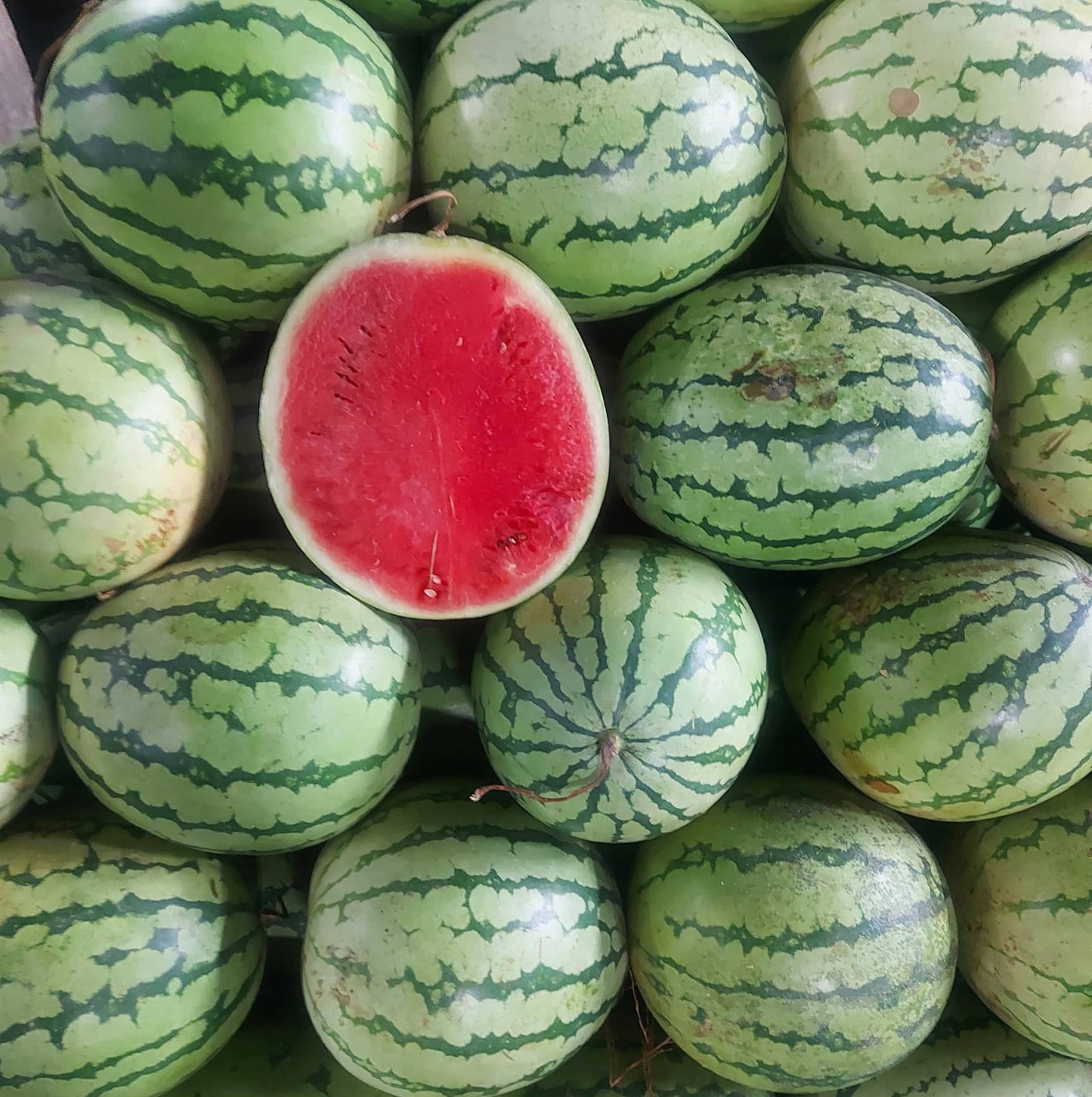 Fresh Sweet Watermelon (Round) | - order price / kilo (Minimum. Wt. 3-4kls per piece)