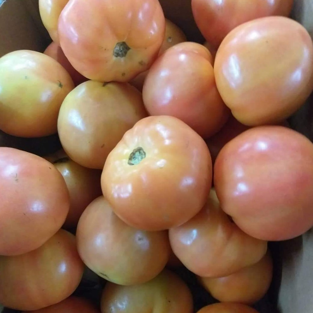 Fresh Local Organic Salad Tomato- order price / kilo