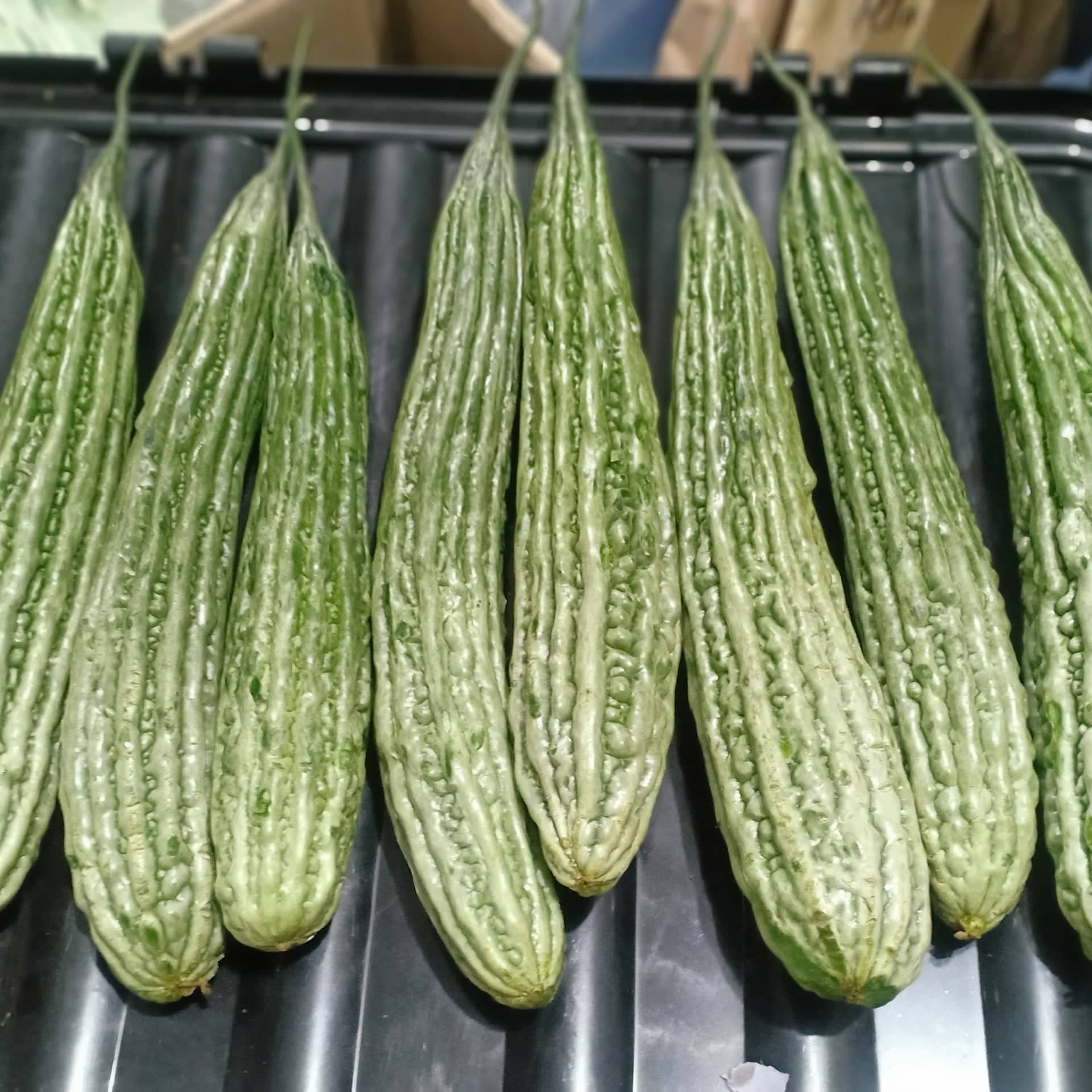 Local Organic Ampalaya [Bitter Gourd]