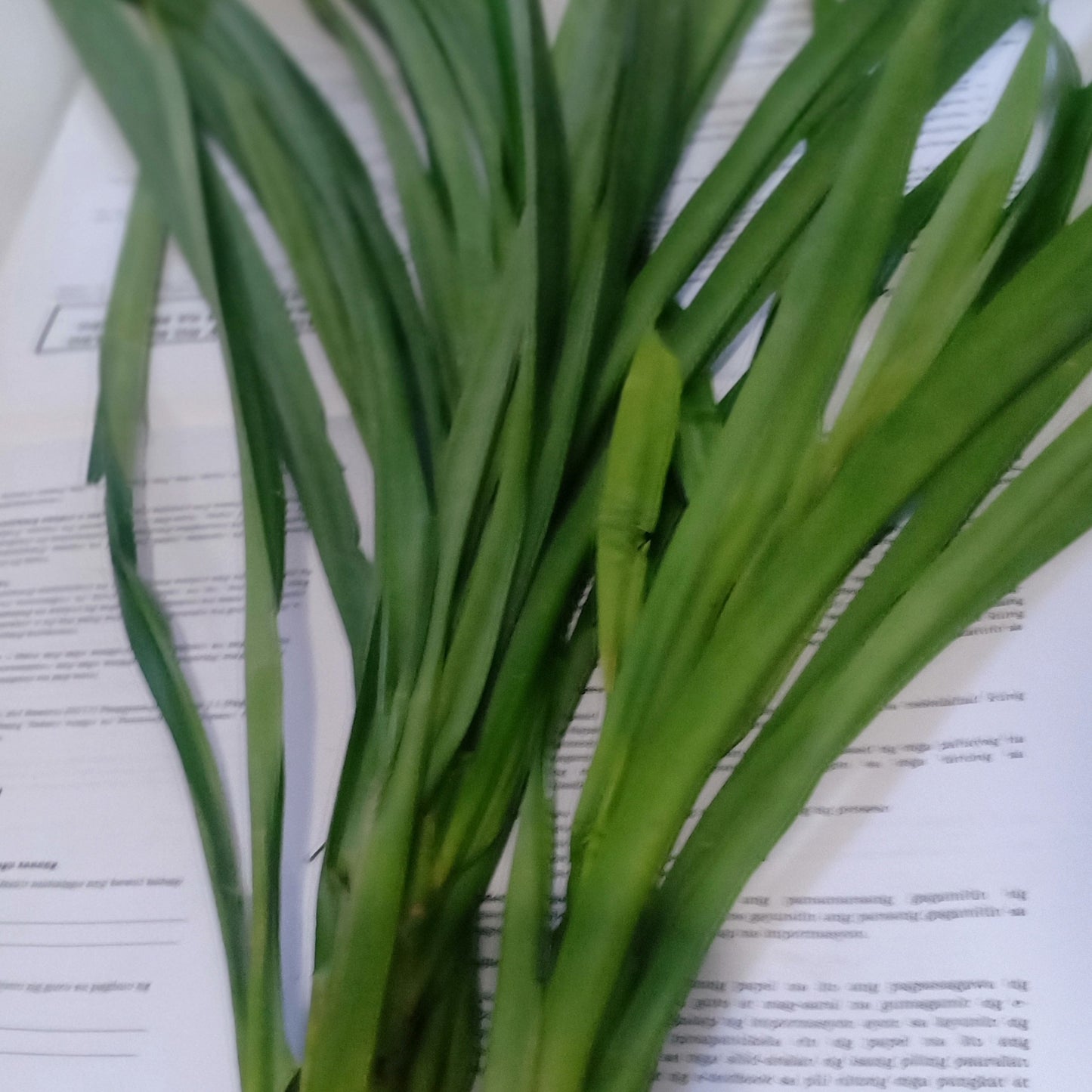 Fresh-cut Pandan Leaves - order price / 500 grams