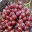 Australian Sweet 'Seedless' Red Grapes - order price / kilo