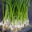 Local Organic Garlic Sprout with Chives - order price / 250 grams