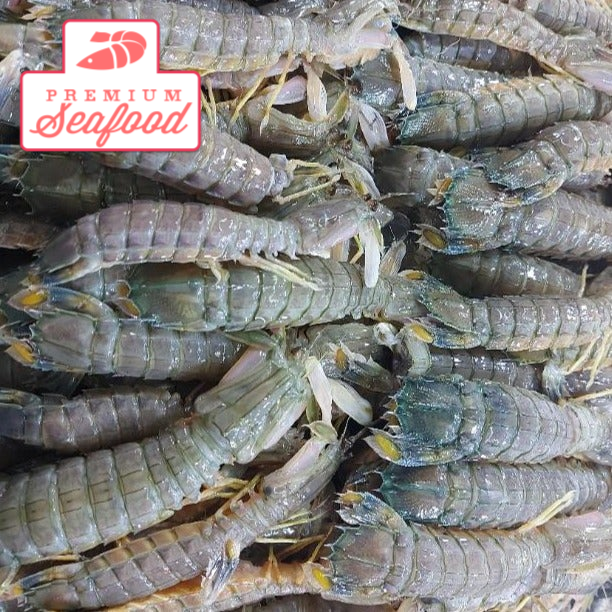 mantis shrimp