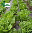 Fresh Organic Romaine Lettuce - order price / 250 grams