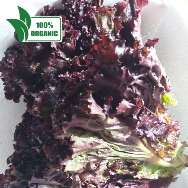 Fresh Organic Deep Red | Red Velvet Lettuce - order price / kilo