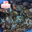 Fresh Live Mud Crab [Alimango] [4-5pcs] - order price / kilo