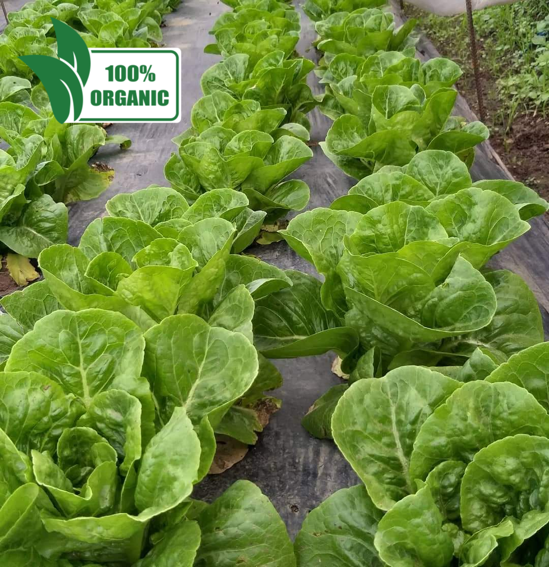 Fresh Organic Romaine Lettuce - order price / kilo