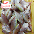 Fresh Goatfish [Bisugo] - order price / kilo