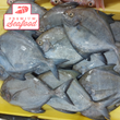Fresh Silver Pompano | Pampano Fish - order price / 500 grams