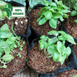 Fresh Organic Basil Leaves - order price / 500 grams