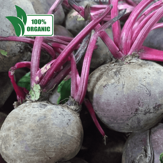 本地有機紅甜菜 |甜菜 |甜菜根 - 訂貨價/公斤