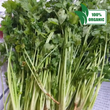 Fresh Local Organic Coriander | Cilantro [Wansoy] - order price / 500 grams