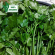 Local Organic FLAT Parsley - order price / 250 grams