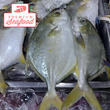 Fresh Golden Pompano | Pampano Fish - order price / 500 grams